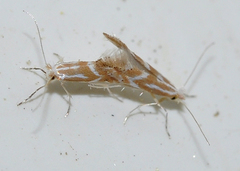 Phyllonorycter millierella