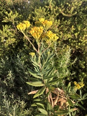 Senecio odoratus