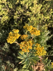 Senecio odoratus