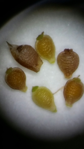 Image of Rhynchospora pusilla by (c) Jay Horn, some rights reserved (CC BY)