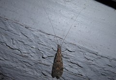 Triplectides obsoletus