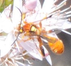 Labeninae