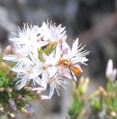 Labeninae