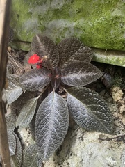 Episcia