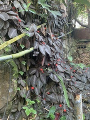 Episcia