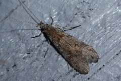 Triplectides obsoletus