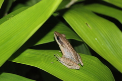 Indosylvirana nicobariensis