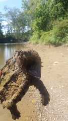 Macrochelys temminckii