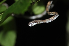 Aplopeltura boa