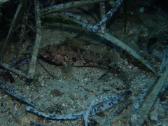 Gobius cruentatus