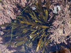 Stephanocystis