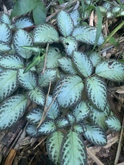 Episcia cupreata
