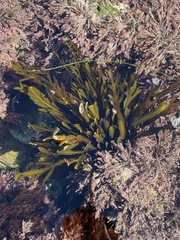 Stephanocystis