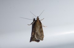 Eudonia octophora