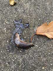 Gastropoda