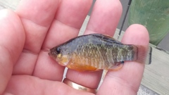 Cyprinodon variegatus variegatus