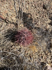 Ferocactus gracilis gracilis