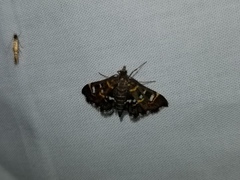 Diathrausta