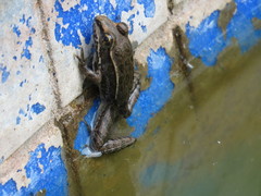 Lithobates neovolcanicus