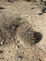 Ferocactus gracilis gracilis