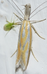 Pleurota honorella