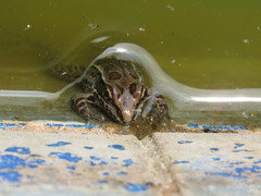 Lithobates neovolcanicus