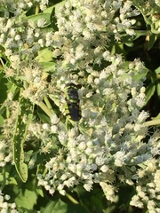 Hedriodiscus truquii