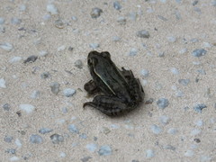Lithobates neovolcanicus