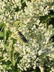 Hedriodiscus truquii