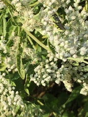 Hedriodiscus truquii