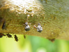 Pterochloroides persicae