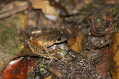 Leptobrachella arayai