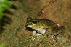 Meristogenys kinabaluensis