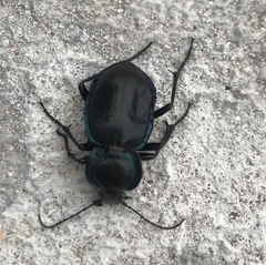 Carabus finitimus