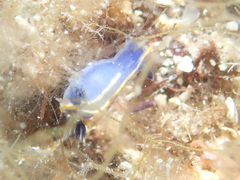 Chromodorididae