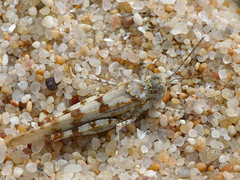 Sphingonotus imitans