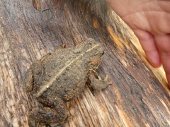 Anaxyrus boreas boreas