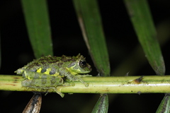 Philautus macroscelis