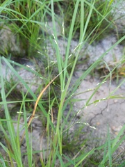 Panicum hallii hallii