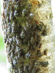 Pterochloroides persicae