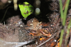 Limnonectes palavanensis