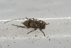 Leiopus femoratus