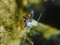 Tergipes tergipes