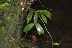 Staurois tuberilinguis