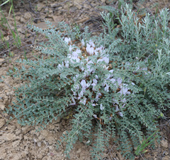 Astragalus dolichophyllus