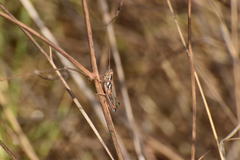 Hesperotettix viridis viridis