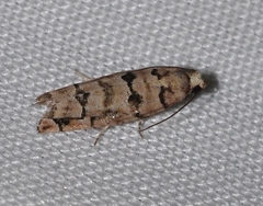 Blastesthia tessulatana