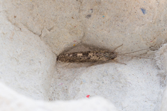 Cyrnus trimaculatus