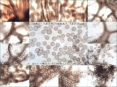 Cribraria argillacea