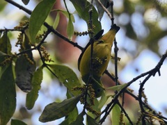 Phoradendron crassifolium
